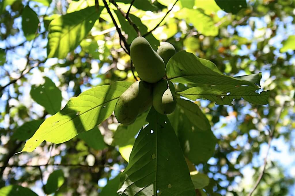 Pawpaws hanging from a tree.