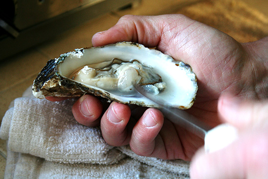 oyster oyster