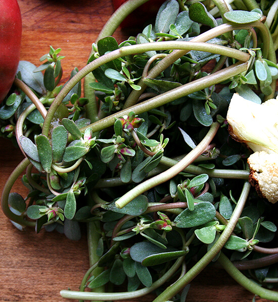 purslane purslane