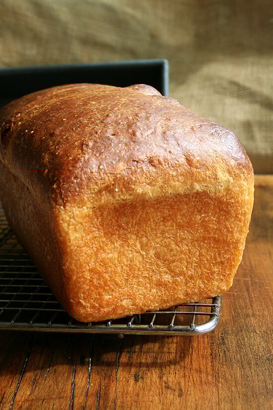 homemade brioche homemade brioche