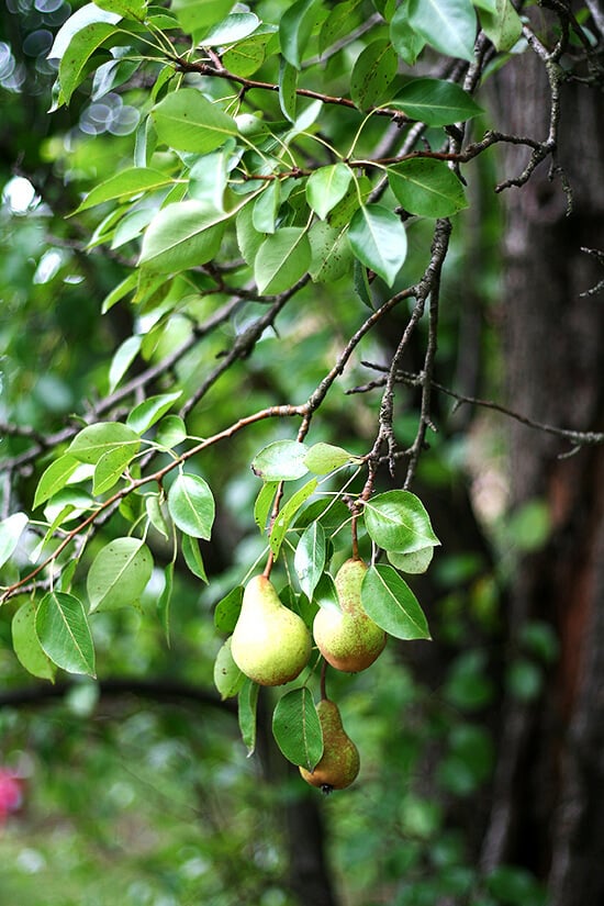 pears