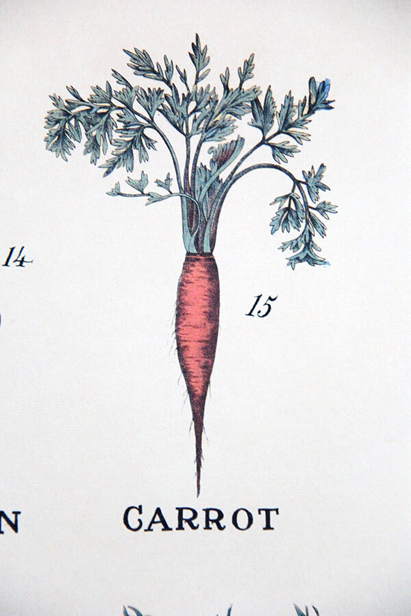 carrot