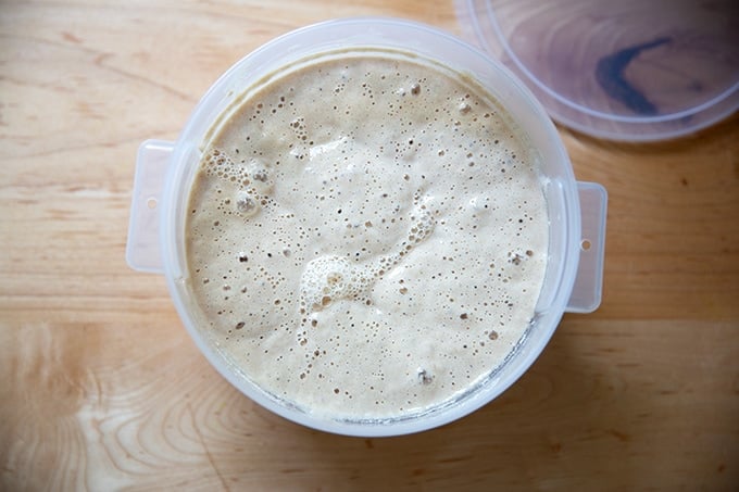 A 2-quart container filled with bubbly sourdough starter.