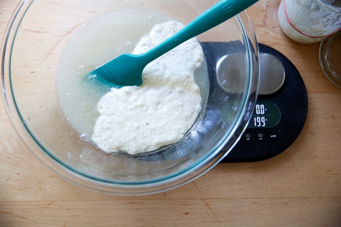 A bowl on a scale holding water, yeast, salt, honey, and 199 grams of sourdough discard.