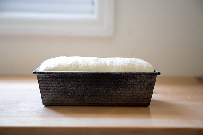 A loaf pan holding sourdough discard toasting bread dough, risen and ready to be baked.