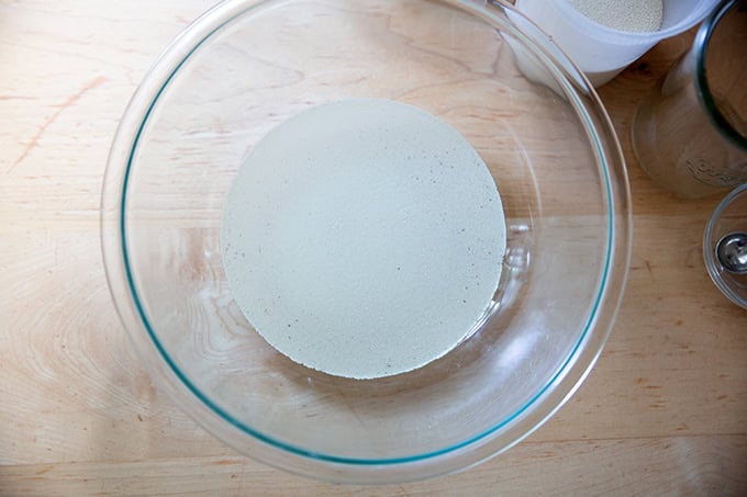 A large bowl holding water, salt, honey, and yeast.