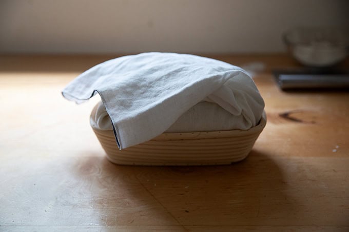 An unbaked loaf of rosemary-olive sourdough in a tea-towel lined banneton.