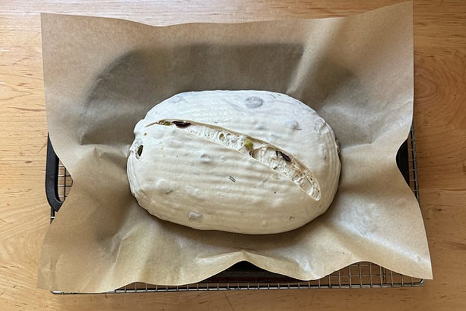 A scored loaf of rosemary olive sourdough bread in an uncovered Dutch oven.